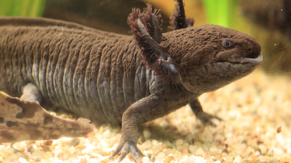 Jak chovat axolotla | Dreamstime.com