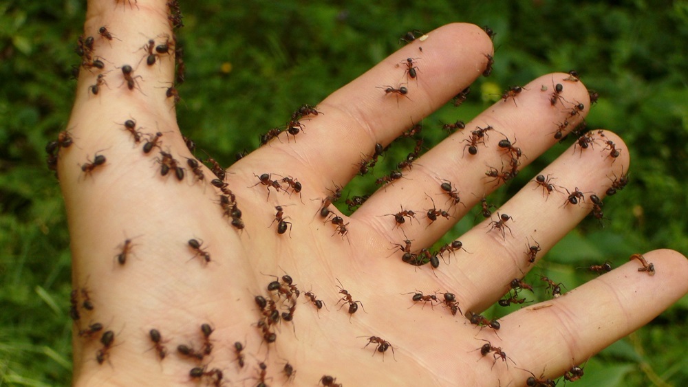 Jak chovat mravence