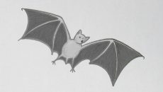 Jak nakreslit netopýra