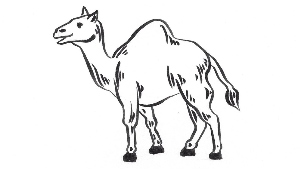 Jak nakreslit velblouda