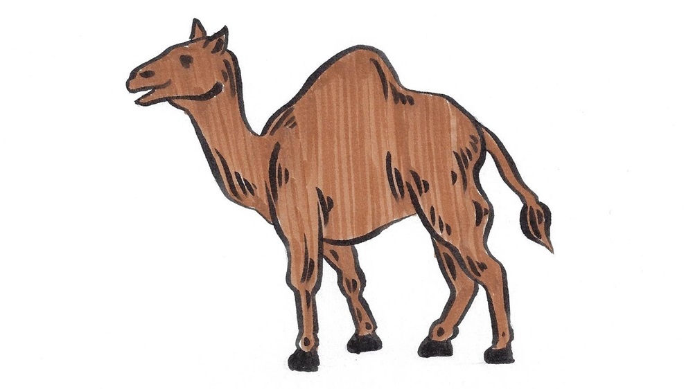 Jak nakreslit velblouda