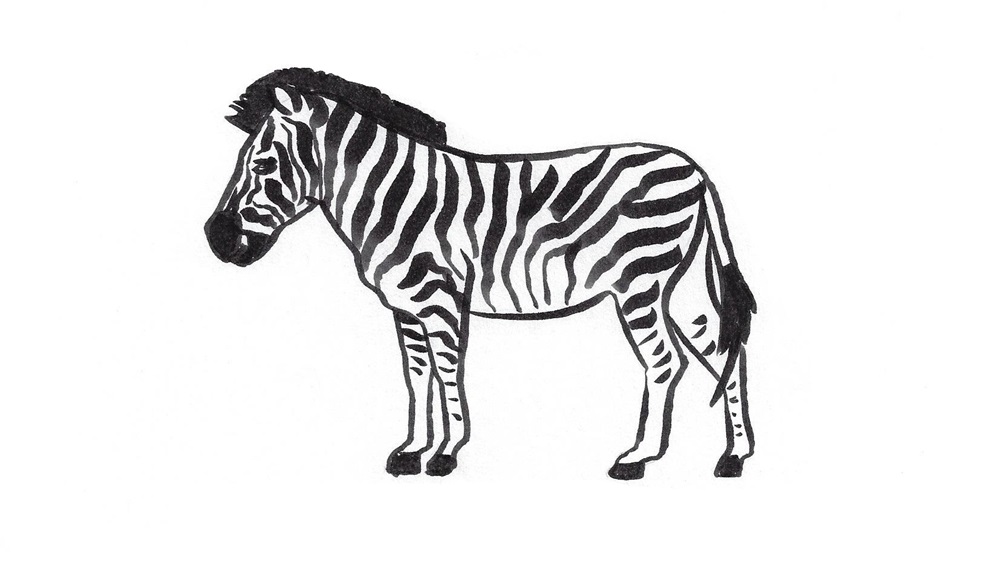 Jak nakreslit zebru