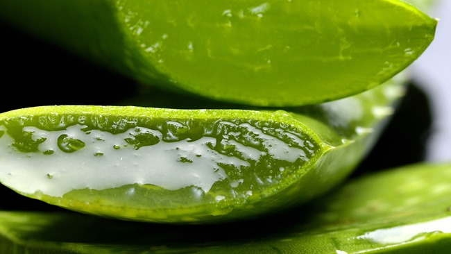 Jak naložit aloe vera Jak naložit aloe vera