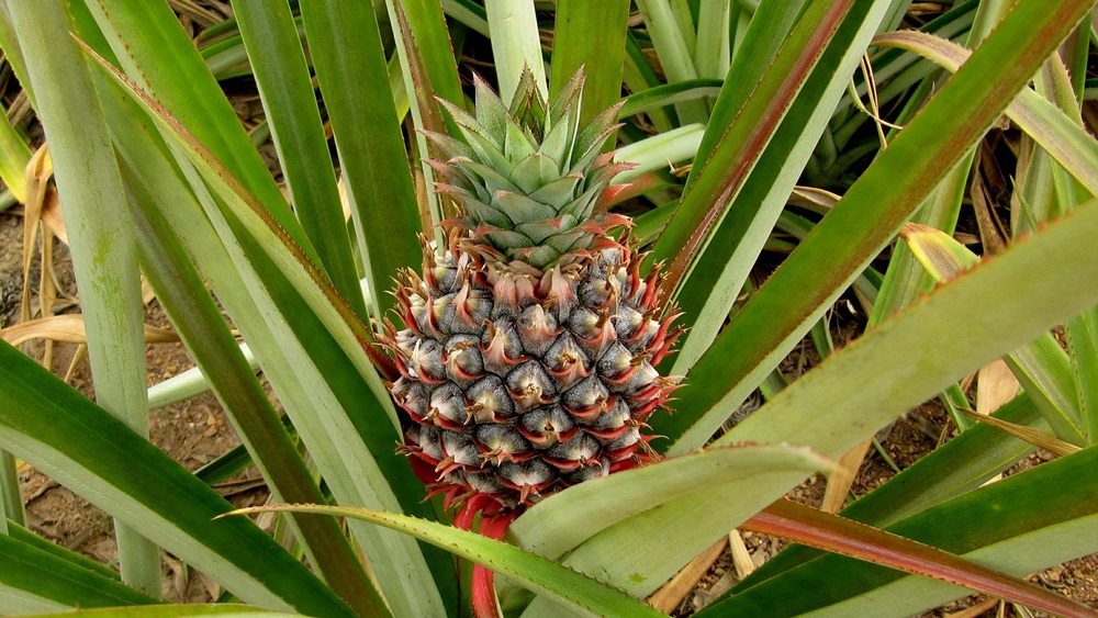 Kdy Presadit ananas?