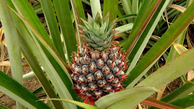 Jak pěstovat ananas Jak pěstovat ananas