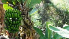 Jak pěstovat banánovník