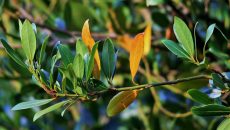 Jak pěstovat bobkový list