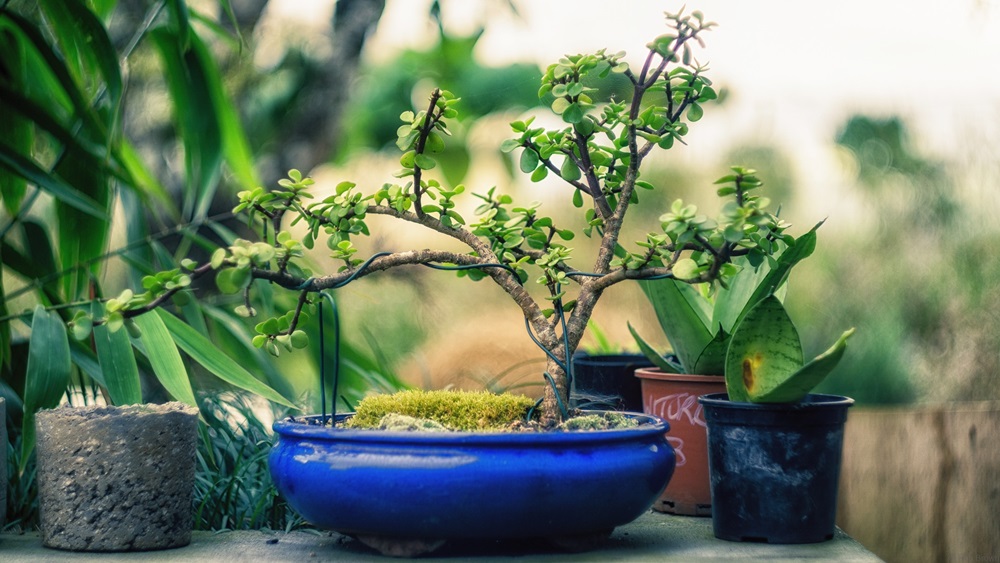 Jak pěstovat bonsai