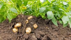Jak pěstovat brambory