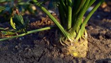 Jak pěstovat bulvový celer