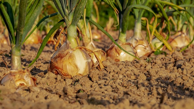 Jak pěstovat cibuli Jak pěstovat cibuli