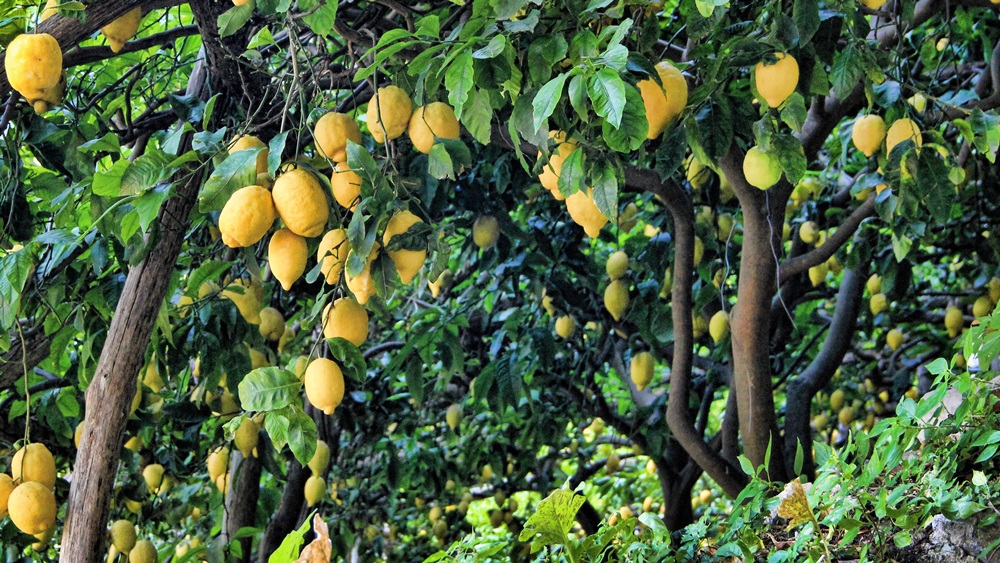Jak pěstovat citron