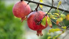 Jak pěstovat granátové jablko