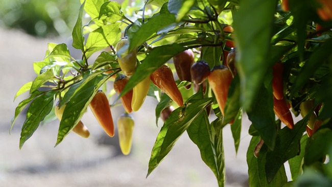 Jak pěstovat jalapenos Jak pěstovat jalapenos