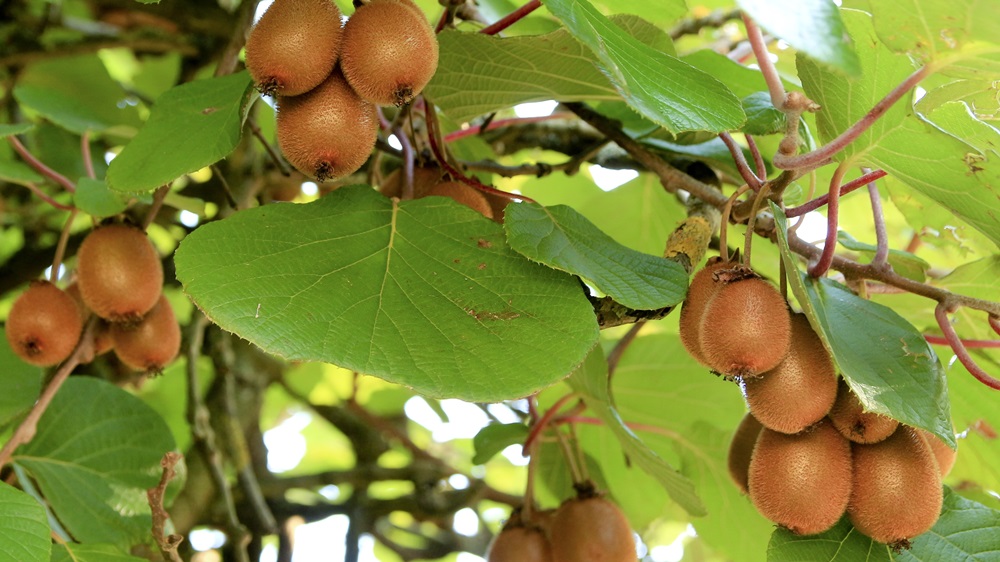 Kdy začíná kvést kiwi?