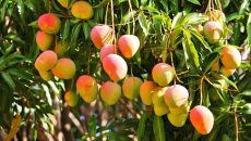 Jak pěstovat mango