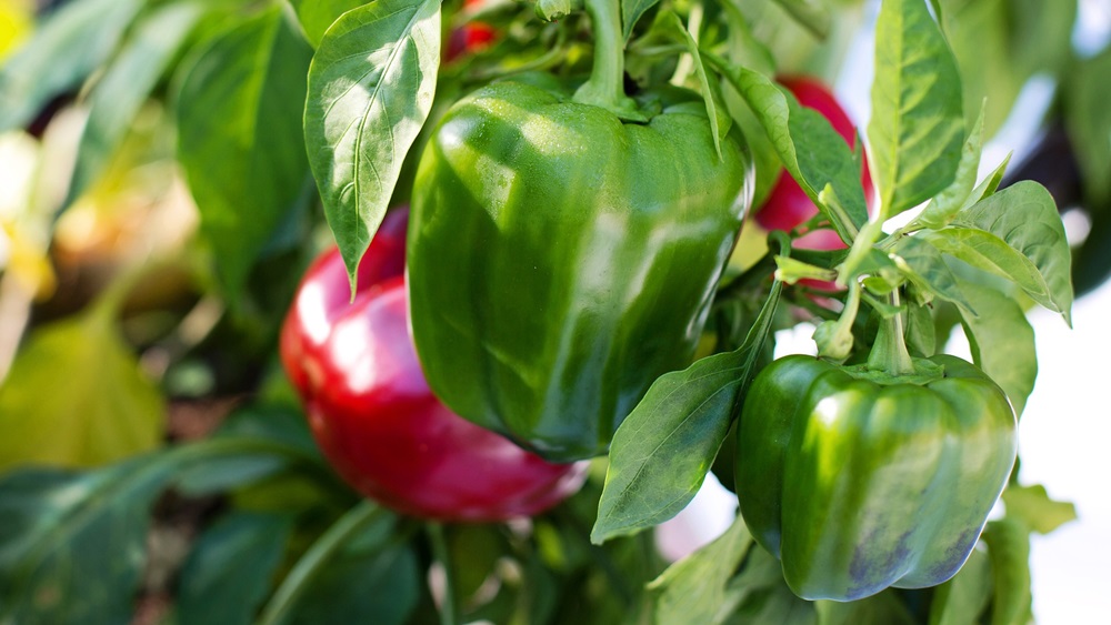 Jak pěstovat papriky