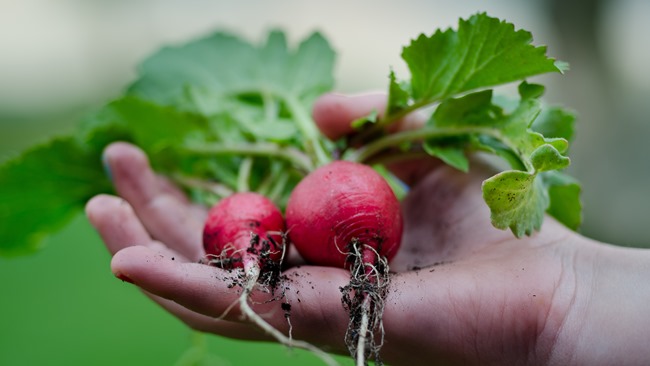 Jak pěstovat ředkvičky Jak pěstovat ředkvičky