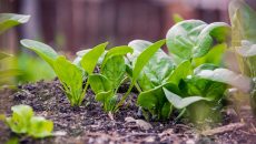 Jak pěstovat špenát