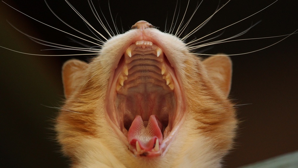 Jak poznat, že kočku bolí zuby
