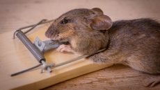 Jak rychle chytit myš