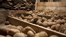 Jak uchovat brambory