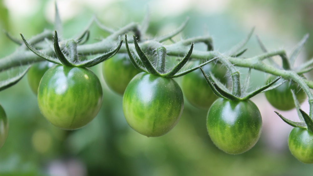 Jak využít zelená rajčata