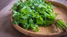 Koriandr → návod na pěstování, účinky, použití