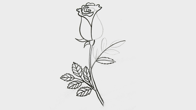 Jak nakreslit růži