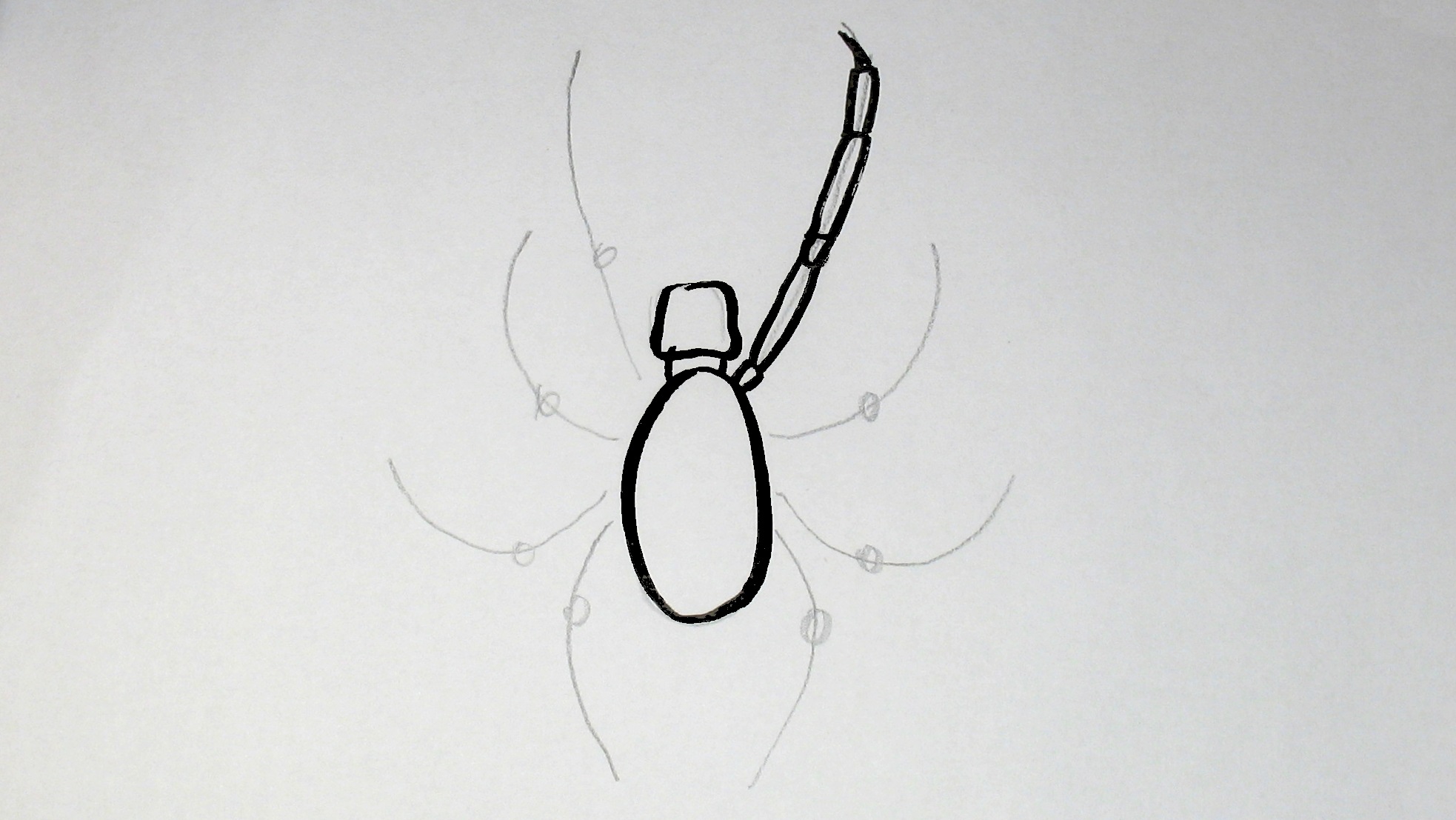 Jak nakreslit pavouka
