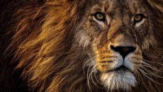 Proč je lev král zvířat