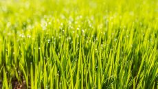 Proč je tráva zelená