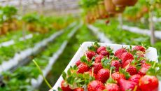 Samosběr jahod 2023: Přehled míst a ceny pro celou ČR