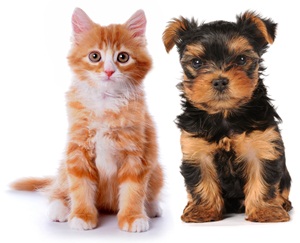 Pojištění psů a koček