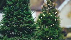 Vánoční stromky 2025: IKEA za 249 Kč, StromkyOnline s doručením až domů, OBI se slevou 10 %
