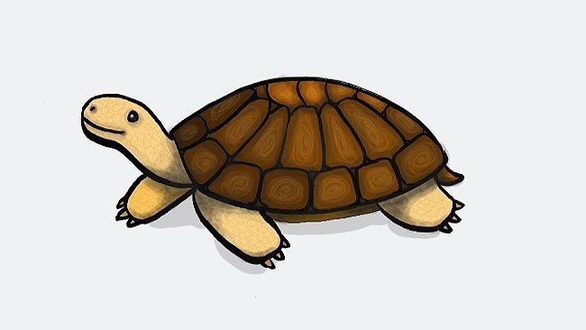 Jak nakreslit želvu